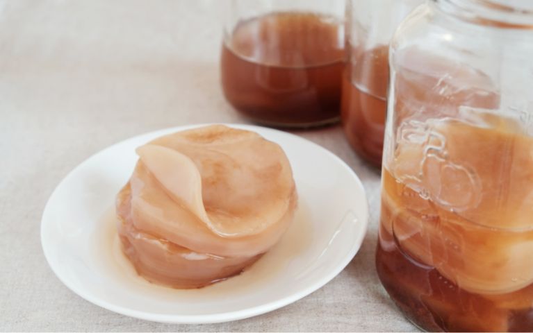 disco di kombucha (scoby): una delle bevande probiotiche per eccellenza