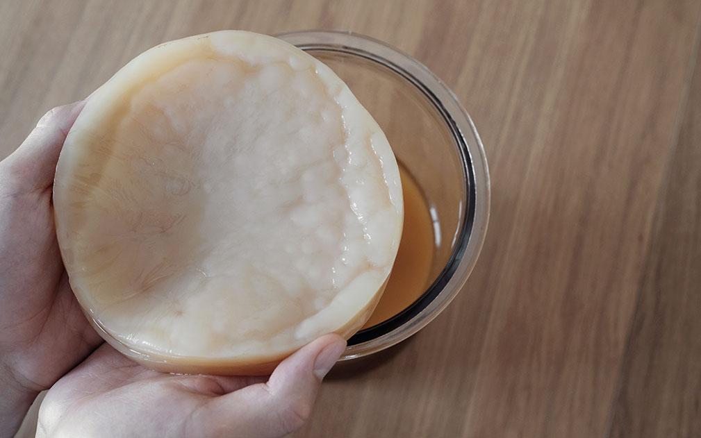 scoby-kombucha||socby-hotel-fervere|dove comprare scoby kombucha