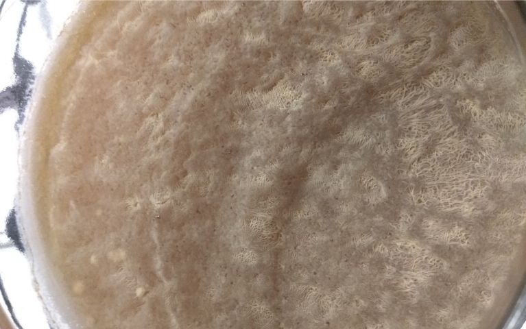 lieviti kahm su kombucha