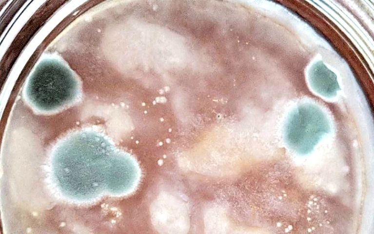 scoby di kombucha con muffa