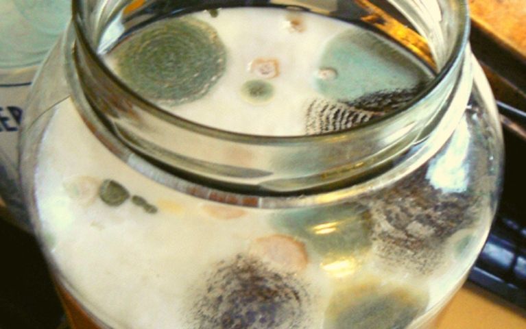 Muffa nel Kombucha