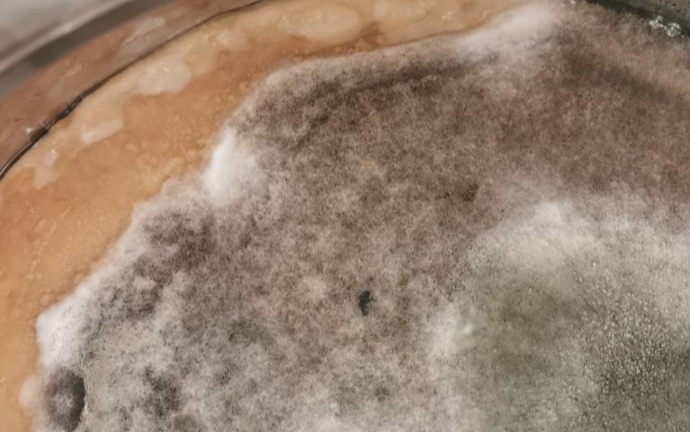 Muffa nel Kombucha