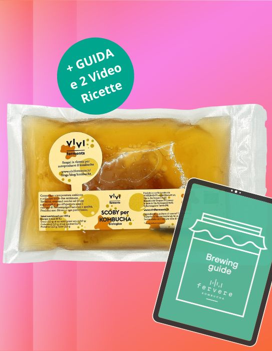SCOBY Kombucha BIO (300ml) + GUIDA + 2 Video Tutorial